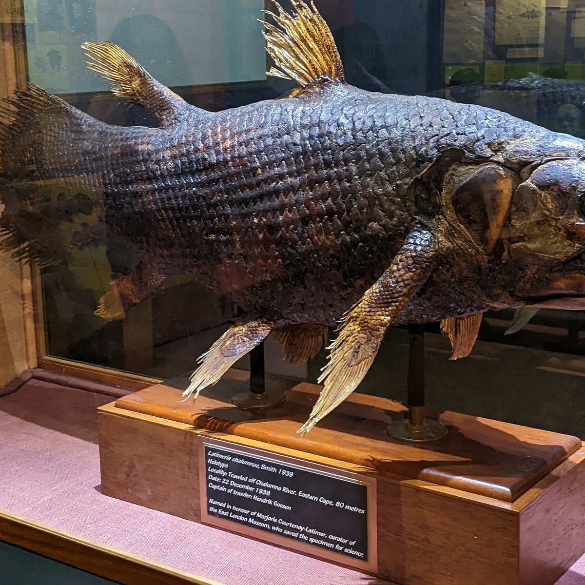East London Museum: Coelacanth & Natural History Private Tour