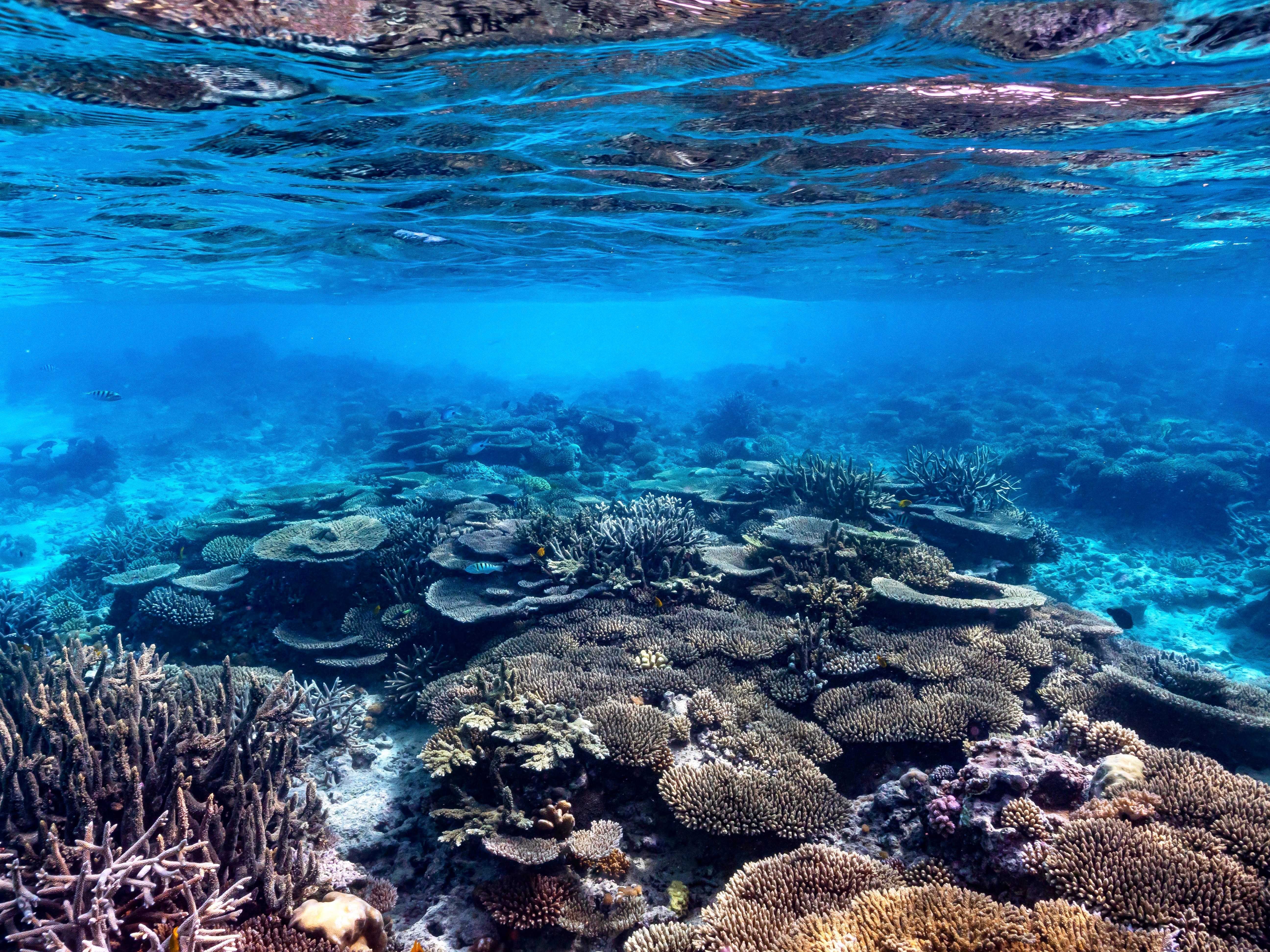 Ifaty Reef: Private Snorkel & Dhow Sail on the Coral Coast