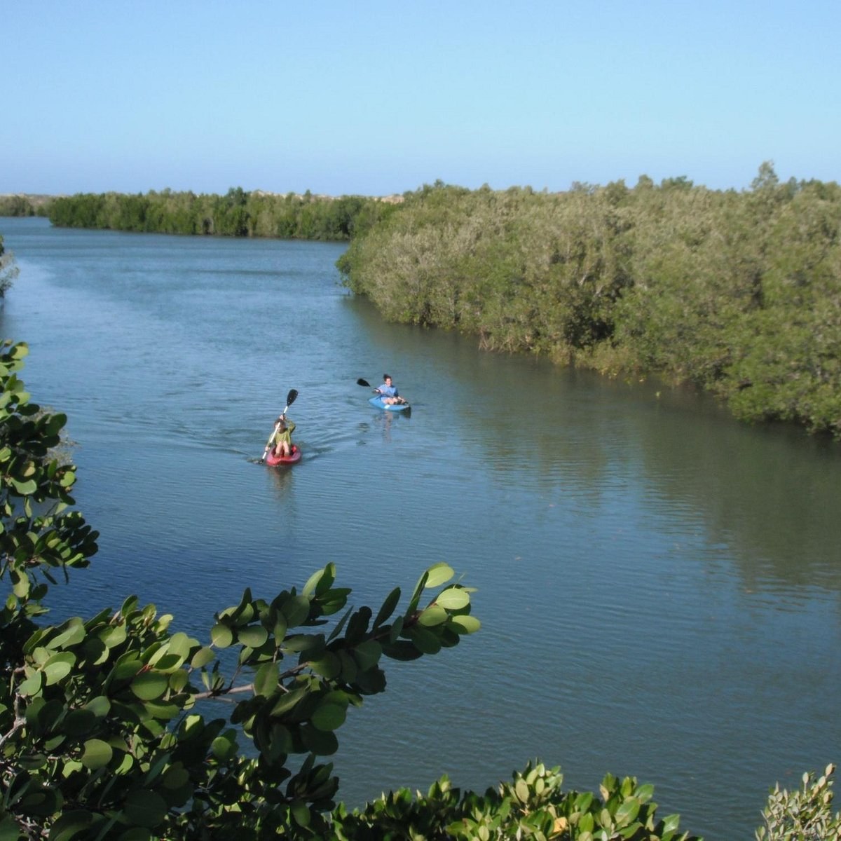 Honko Mangrove Reserve: Private Guided Kayak & Conservation Walk