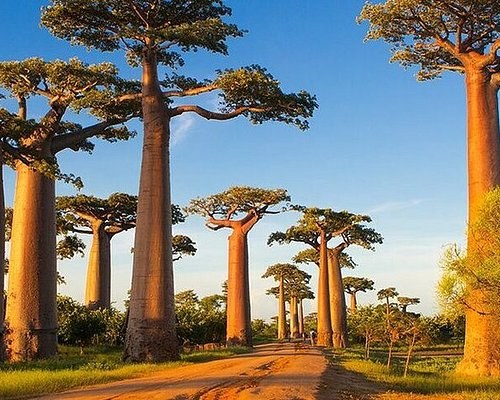 Baobab Wilderness Day: Giant Trees & Sacred Countryside by Private 4x4