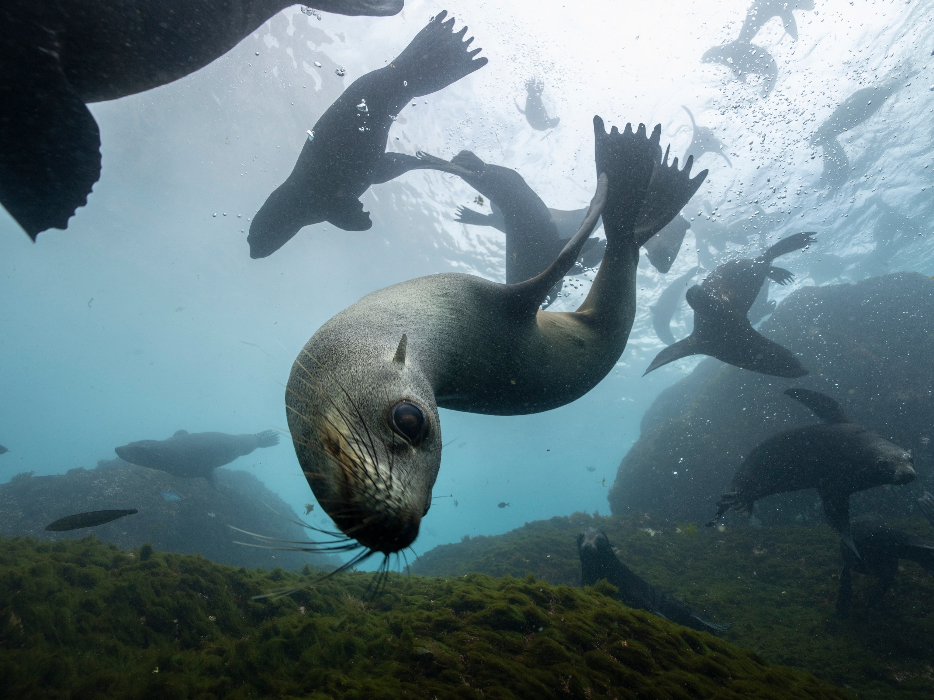 Private Naturalist Snorkel: Endemic Marine Life of Juan Fernández