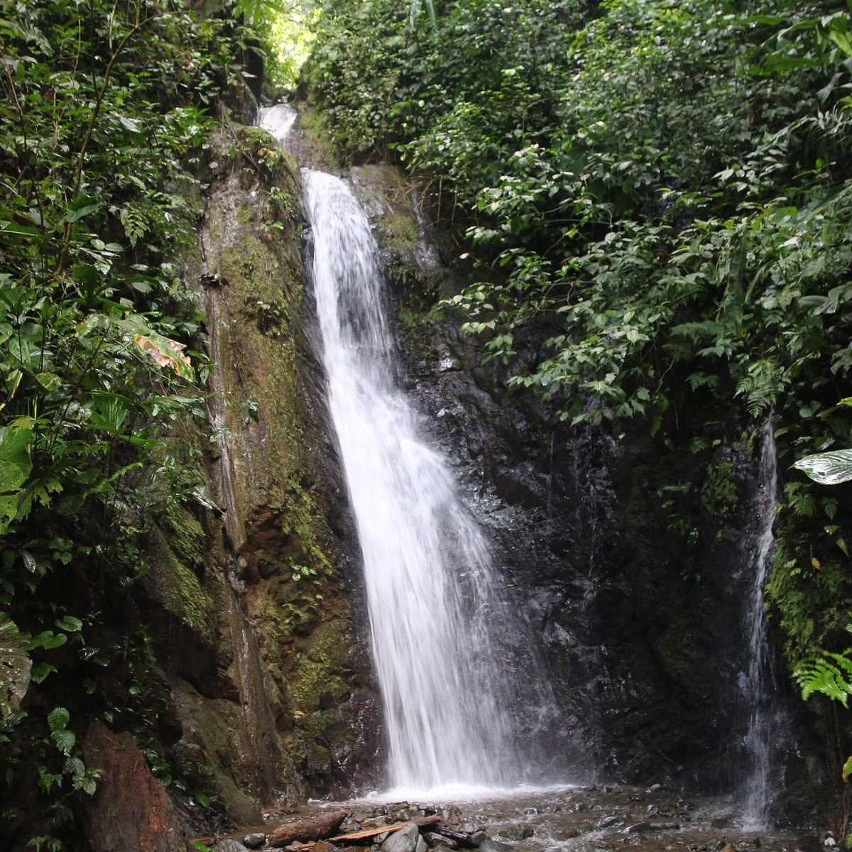 Piedras Blancas Rainforest: Private Guided Wildlife Trek