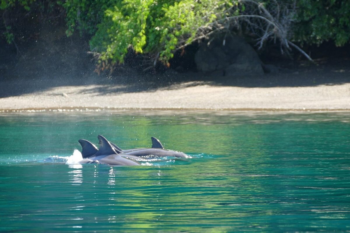 Golfo Dulce Dolphin & Whale Watch: Private Charter