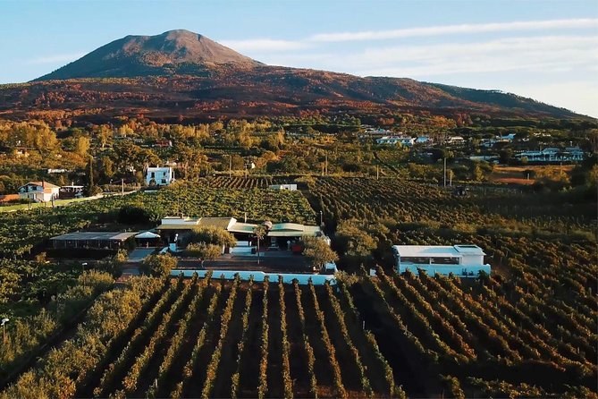 Private Vineyard Lunch on Vesuvius: Lacryma Christi Tasting