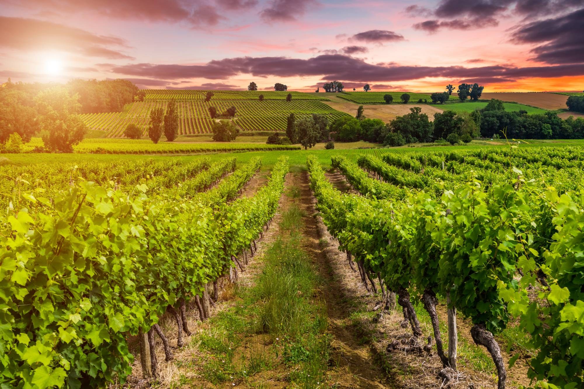 La Parrina Estate: Private Wine & Olive Oil Tasting in Maremma