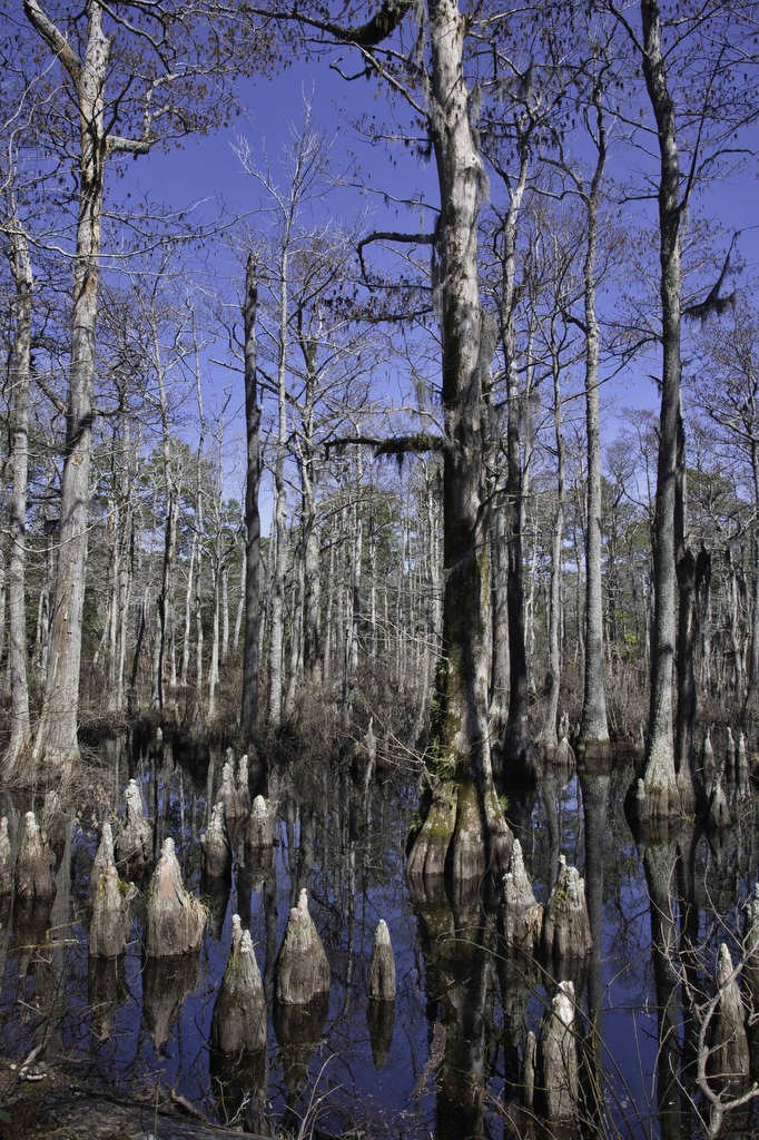 First Landing State Park: Guided Kayak & Cypress Swamp Expedition