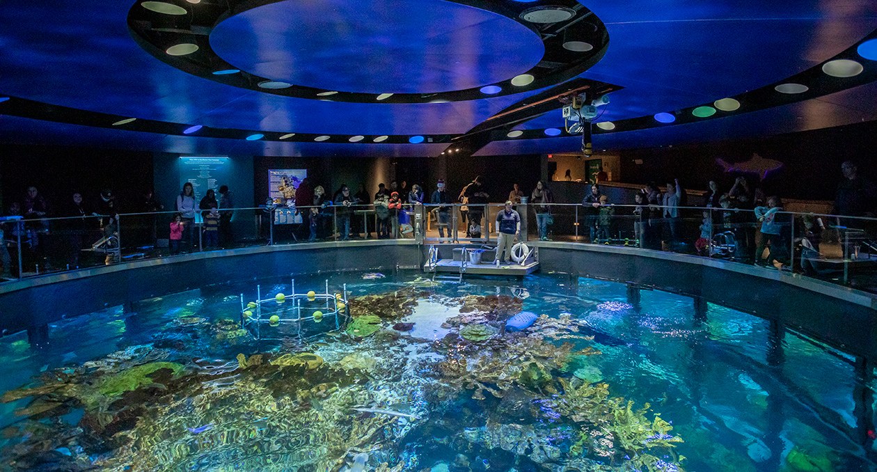 New England Aquarium: Giant Ocean Tank & Behind-the-Scenes Access