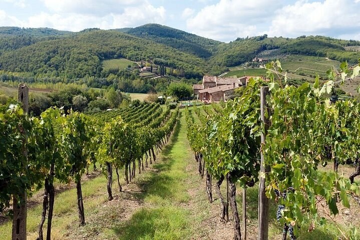 Tuscan Chianti Countryside: Private Wine & Olive Oil Tasting Estate