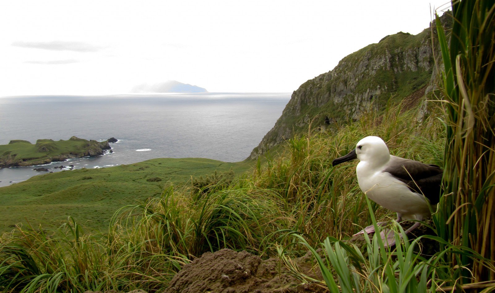 Nightingale Island: Great Shearwater Colony Guided Immersion