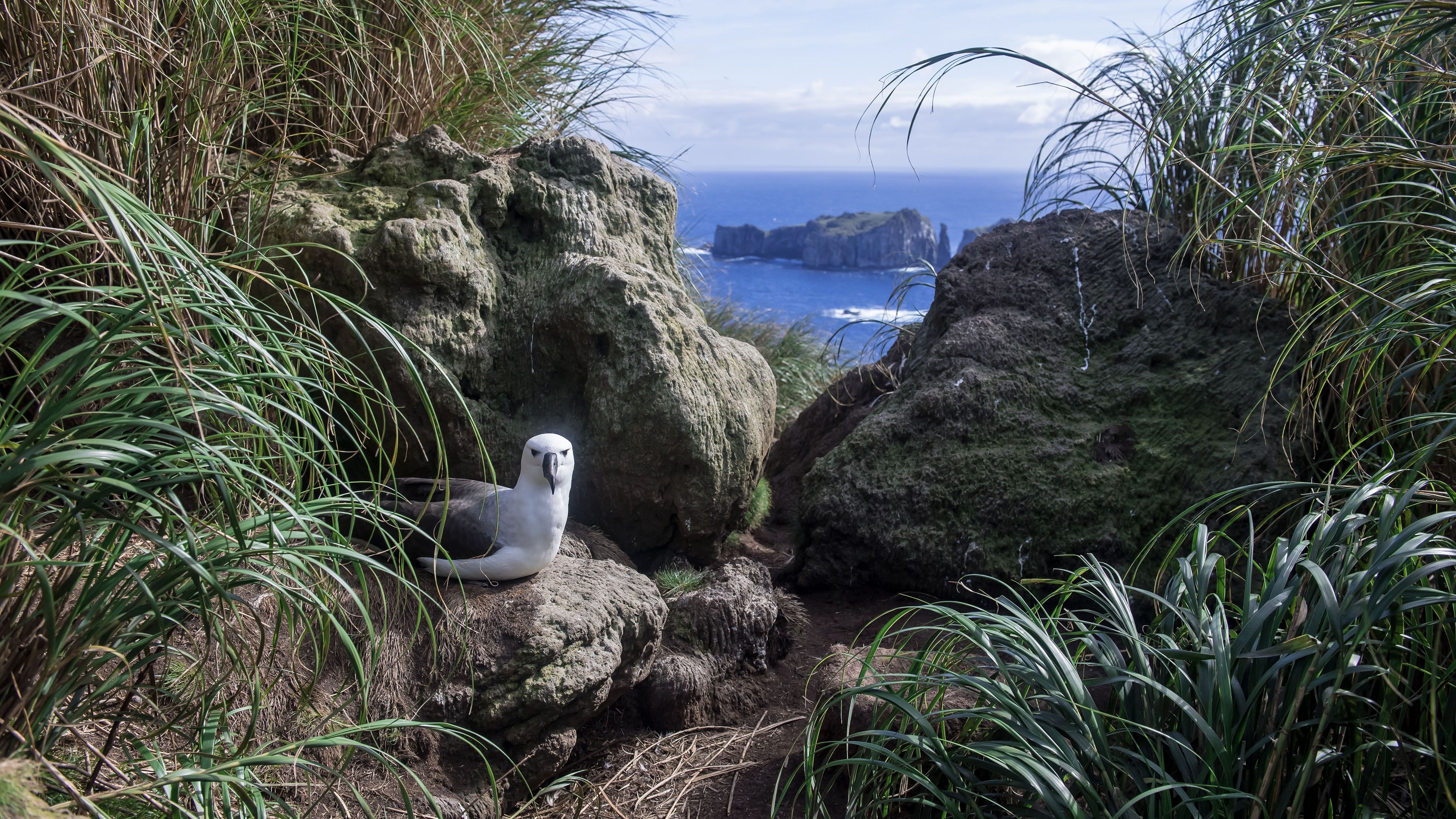 Tristan Albatross Watch: Rare Southern Atlantic Seabird Encounter
