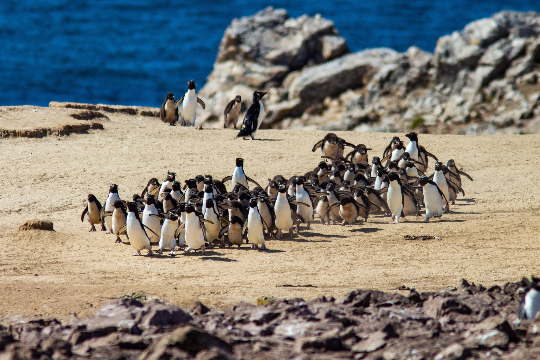 Northern Rockhopper Penguin Colony: Expert-Guided Close Encounter