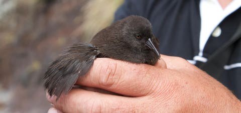 Birdwatching Expedition: Inaccessible Island Rail & Endemic Seabirds