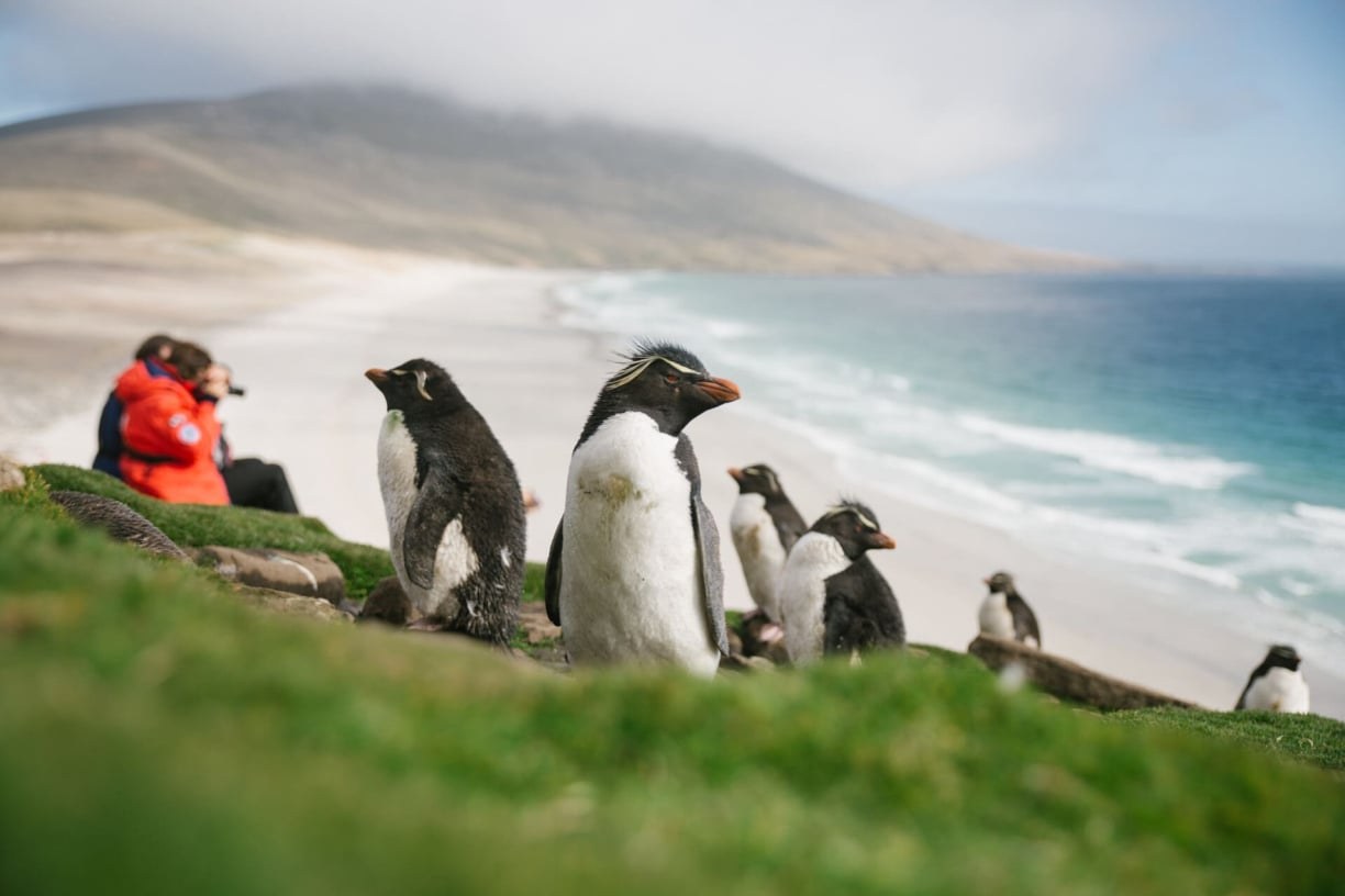 Rockhopper Penguin Colony Close Encounter by Zodiac