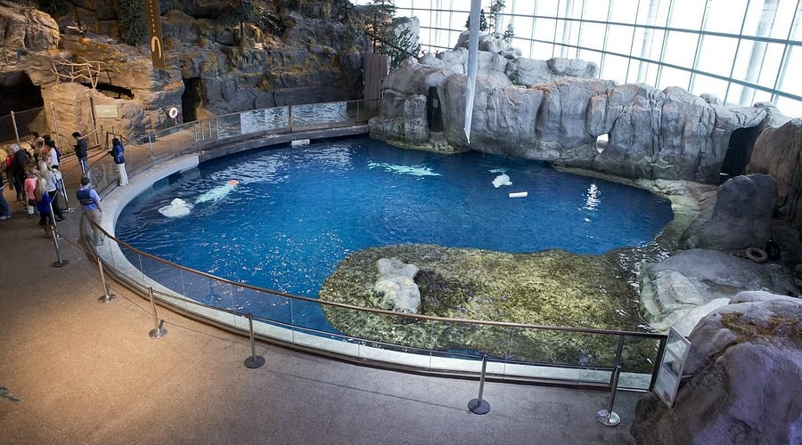 Shedd Aquarium: World-Class Marine Encounters