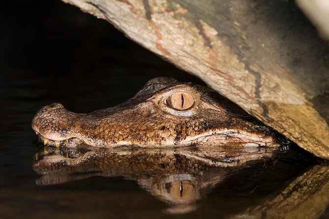 Amazon Jungle Night Walk & Black-Caiman Spotting Expedition