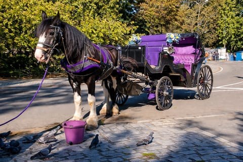Central Park: Private Carriage & Insider Walking Tour