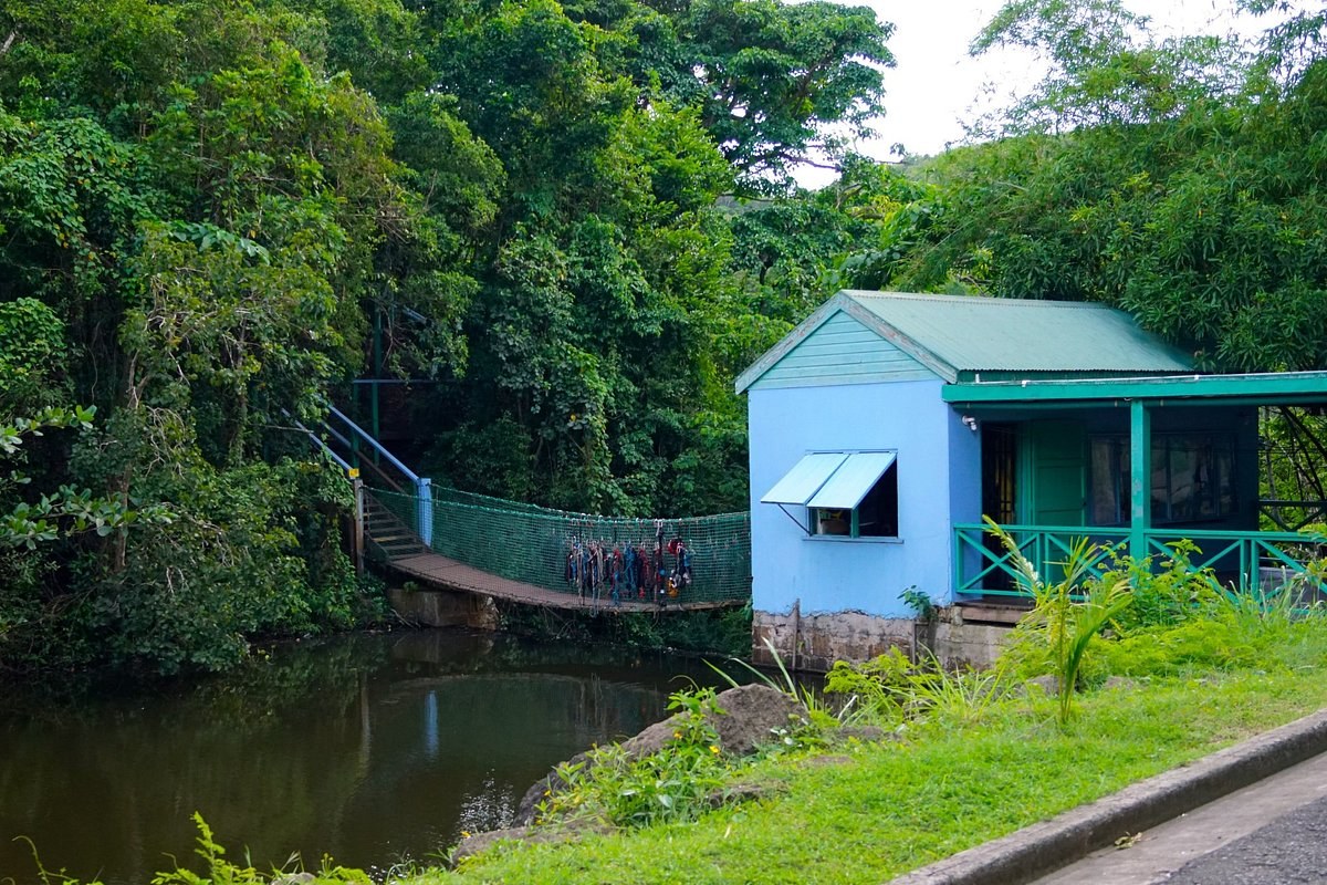 Fig Tree Drive Rainforest & Rum Distillery Experience