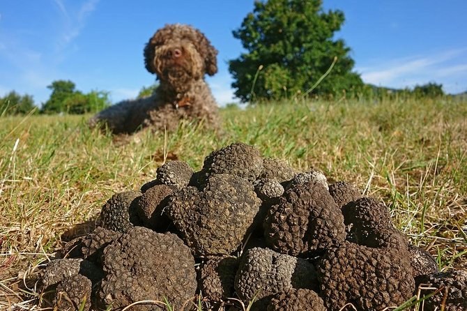 Private Truffle Hunt & Farm-to-Table Lunch in Umbrian Hills