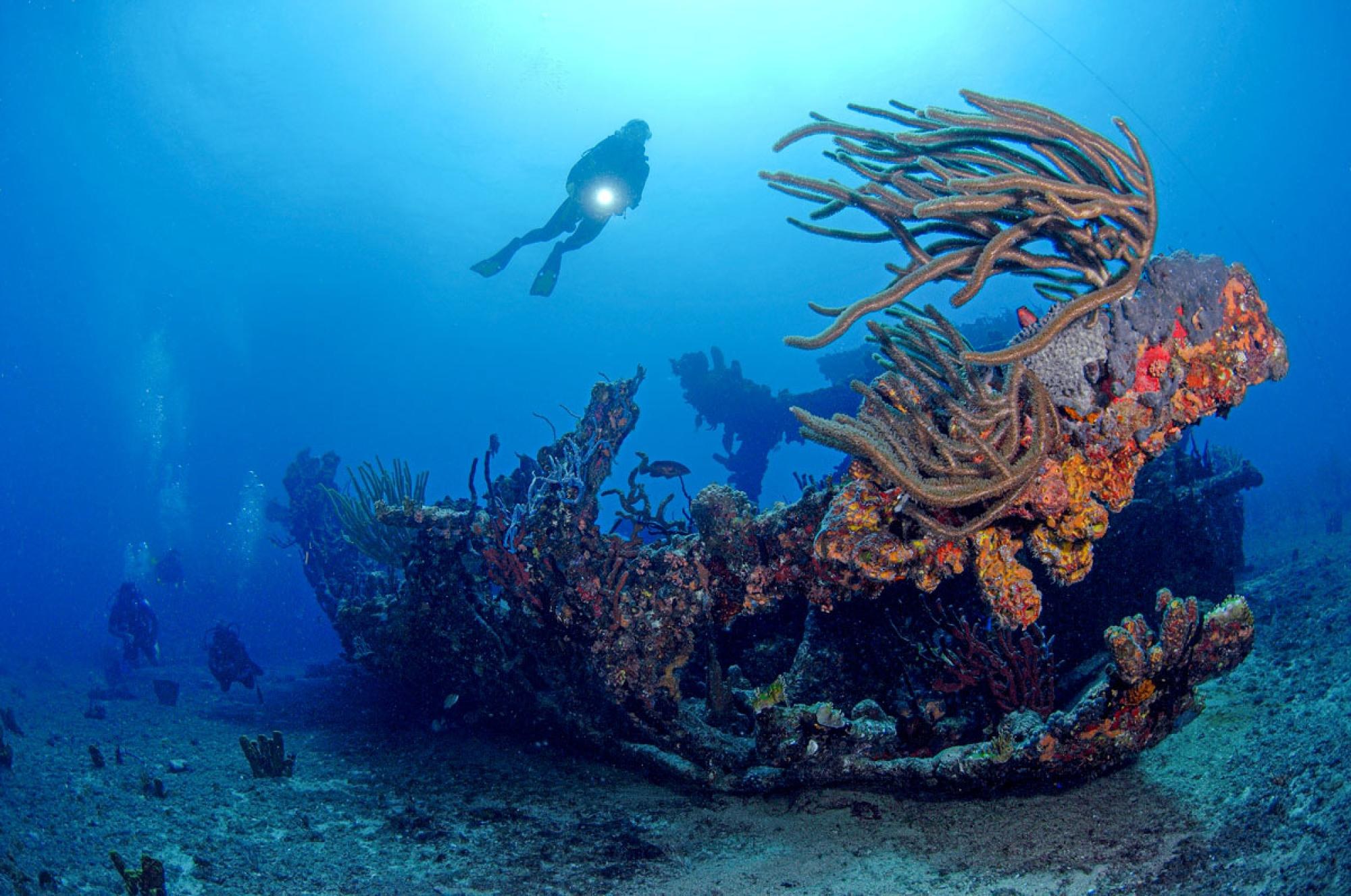 Private Guided Dive on the Rhône River Coral Wall, Marseille