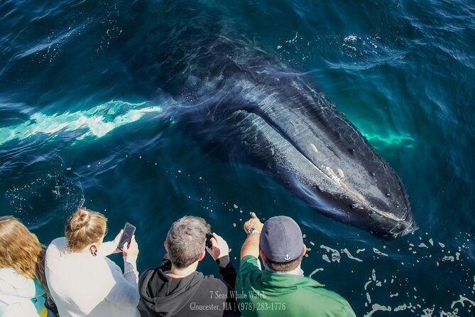 Whale Watch: Private Naturalist-Led Expedition to Stellwagen Bank