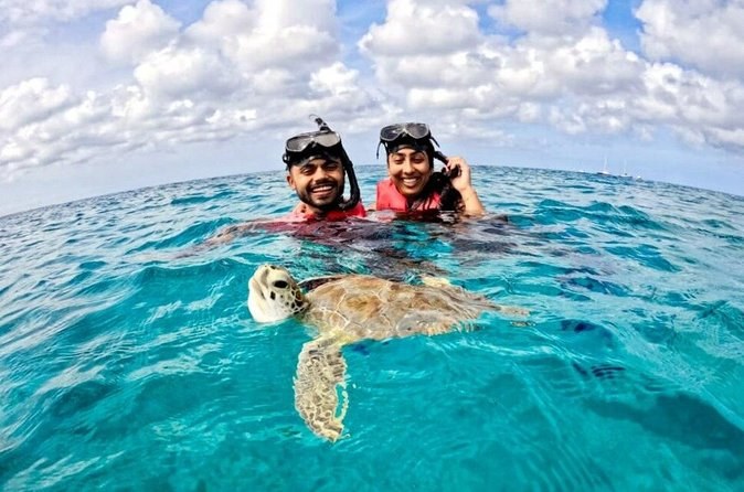 Private Sea Turtle Snorkel Safari, Lelepa Marine Reserve