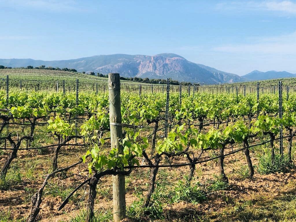 Domaine Peraldi Wine Estate: Private Tasting in the Ajaccio Vineyards