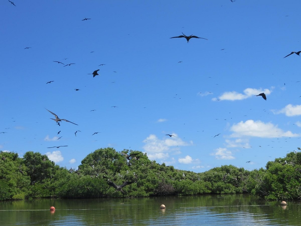 Frigate Bird Sanctuary: Private Boat Expedition to Barbuda
