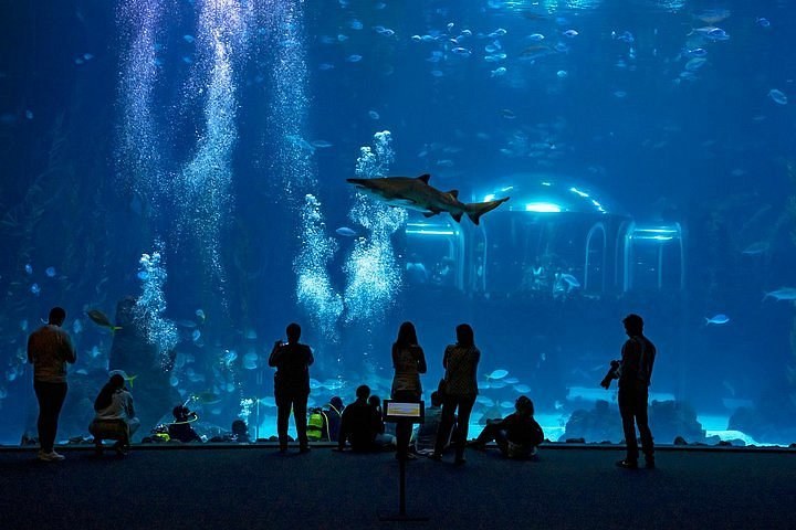 Poema del Mar Aquarium: Premium Private Visit to the Deep