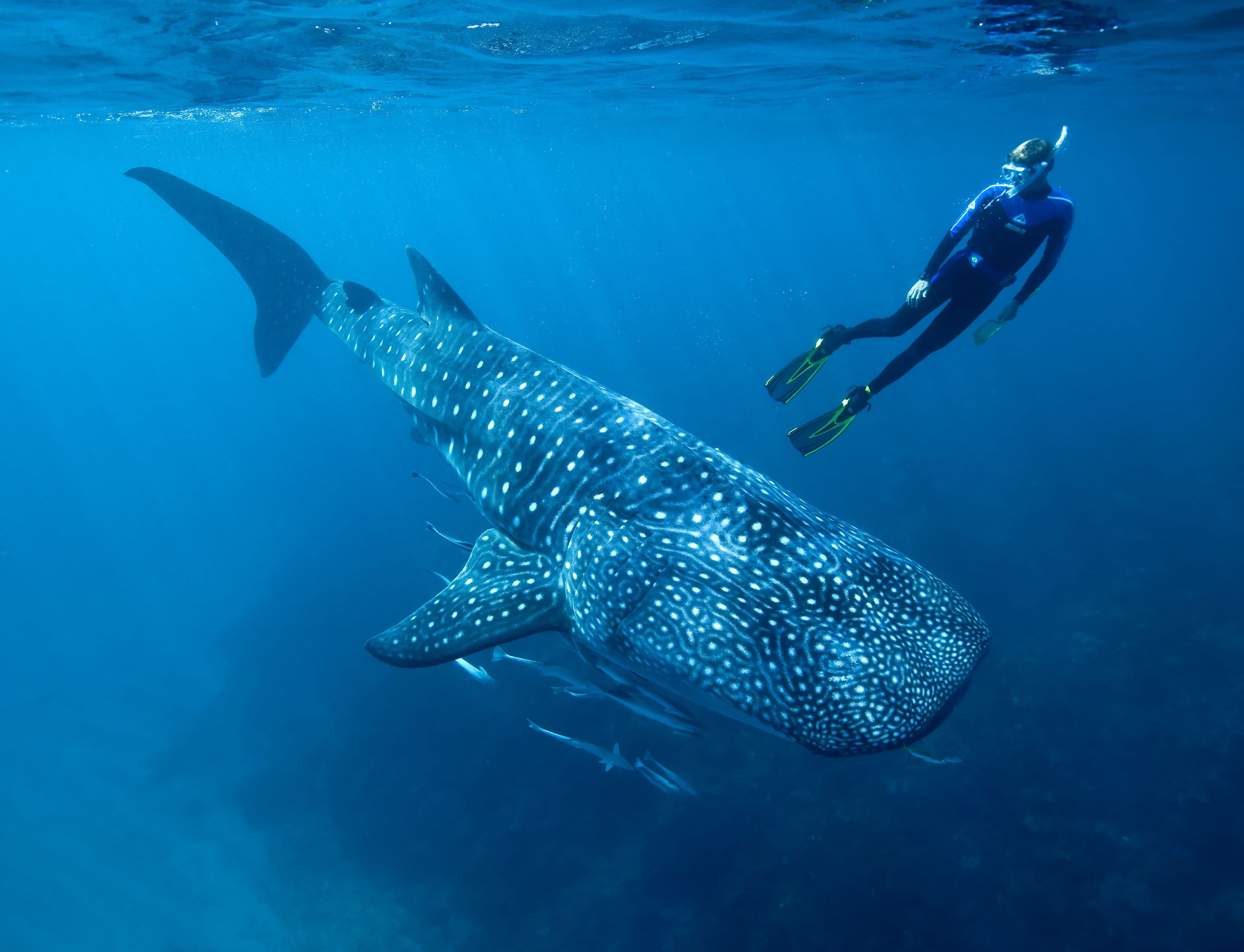 Swim with Whale Sharks at Isla Mujeres — Private Speedboat
