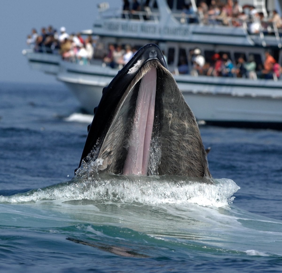 Whale Watch Expedition: Stellwagen Bank Sanctuary