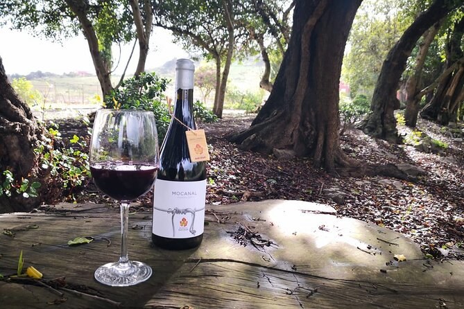 Bodega San Juan: Private Canarian Wine & Volcanic Terroir Tasting