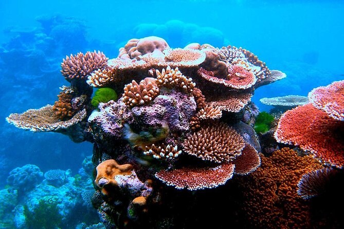 Dany Island Marine Sanctuary: Snorkel, Reef & Seafood Lunch
