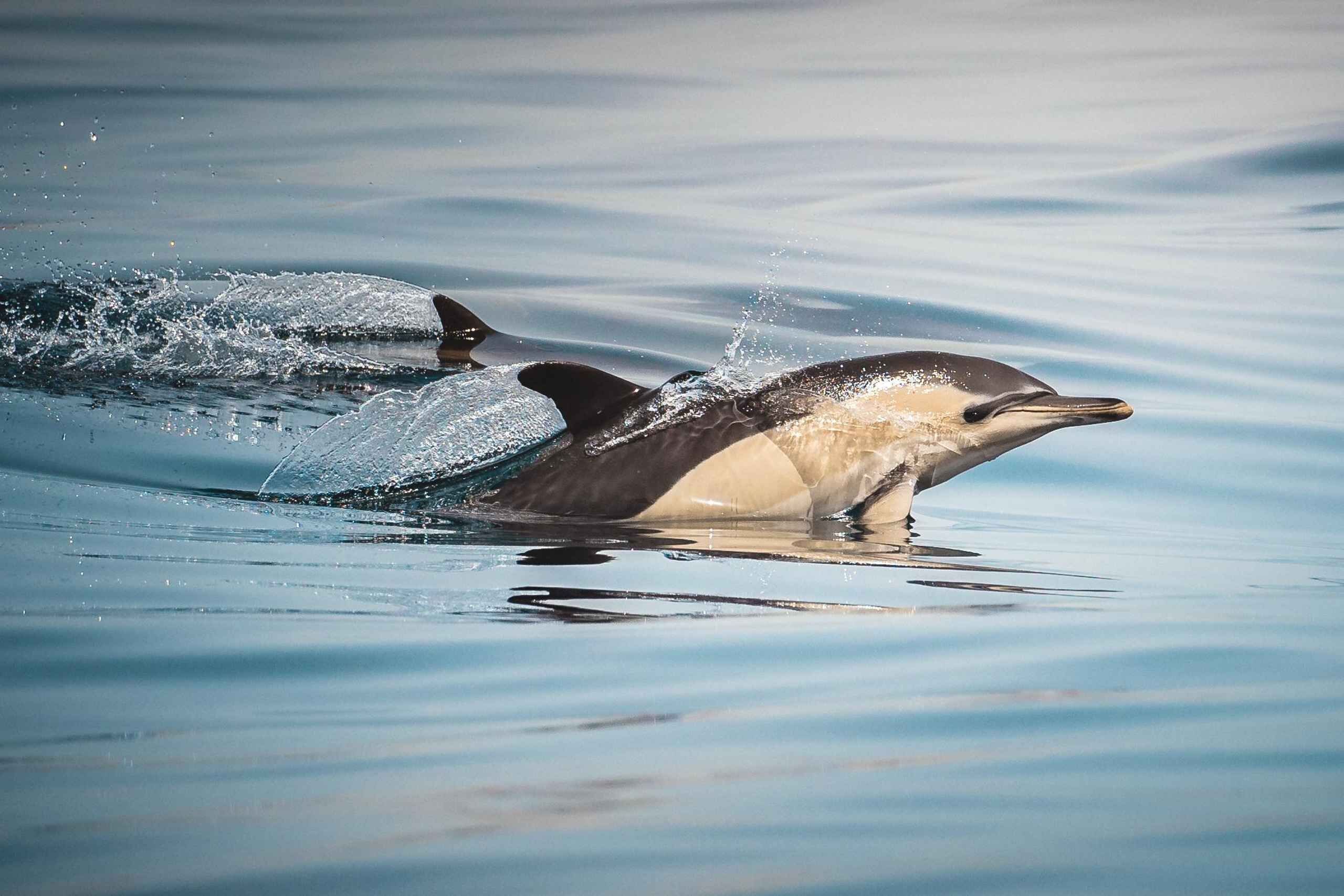 Bay of Algeciras: Small-Group Whale & Dolphin Watching