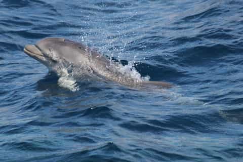 Dolphin Watching in Algeciras Bay with Tapas & Beverages