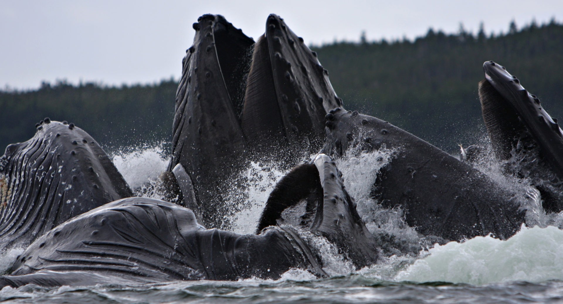 Humpback Whale Watch with Jayleen's Alaska, Juneau