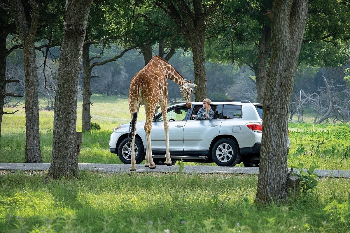Fossil Rim Wildlife Center: Private Safari Drive, Glen Rose TX
