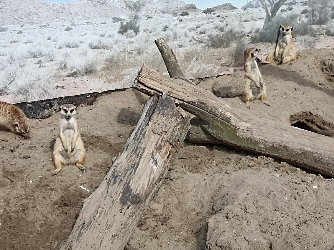 Faunapark Flakkee & Goeree-Overflakkee Wildlife Safari