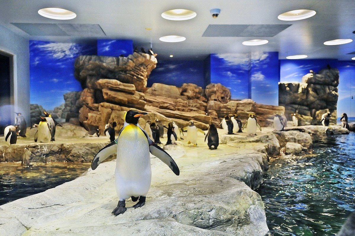 Kaikyokan Aquarium: Shimonoseki's World-Class Marine Showcase