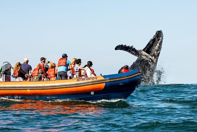 Pacific Whale Watching: Humpbacks in Mazatlán Bay