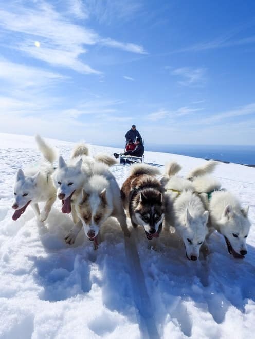 Inuit Cultural Immersion: Dog Sled Traditions & Greenlandic Feast