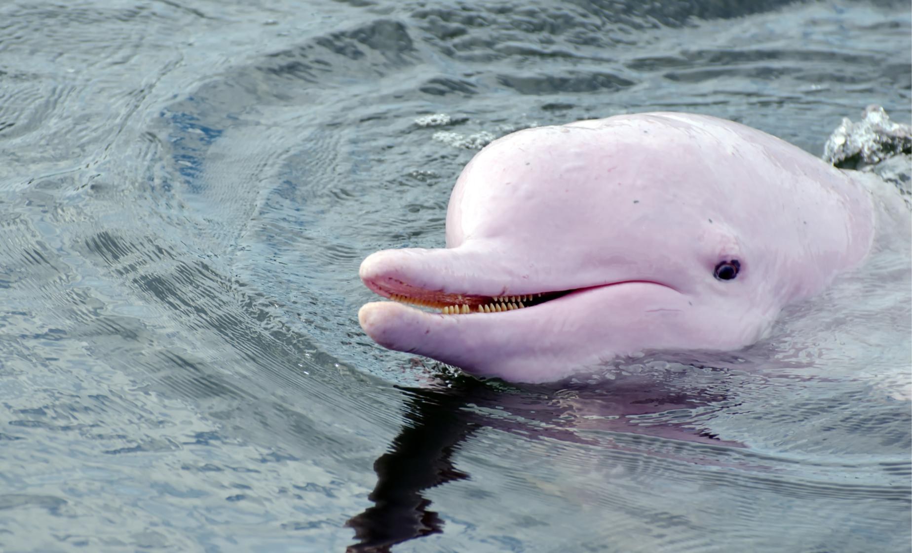 Amazon Estuary Private Boat Safari: Mangroves & Pink Dolphins