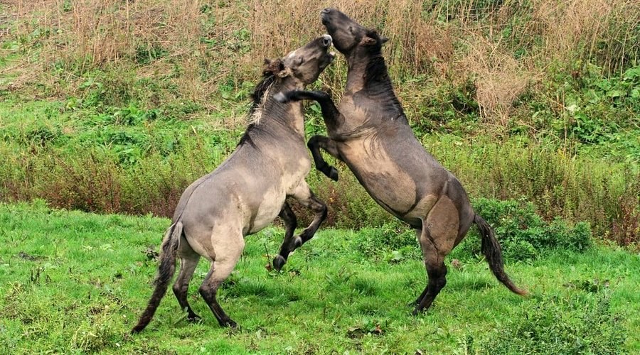 Oostvaardersplassen Wildlife Reserve: Guided Safari on Horseback