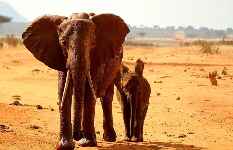 Remote Wildlife Safari: Rare Endemic Species by 4WD