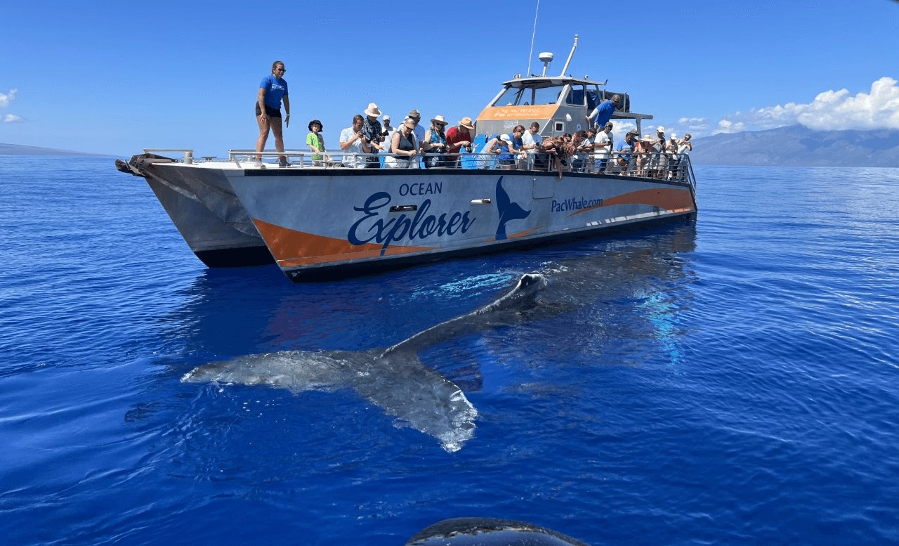 Exclusive Small-Group Whale Watching: Expert Naturalist