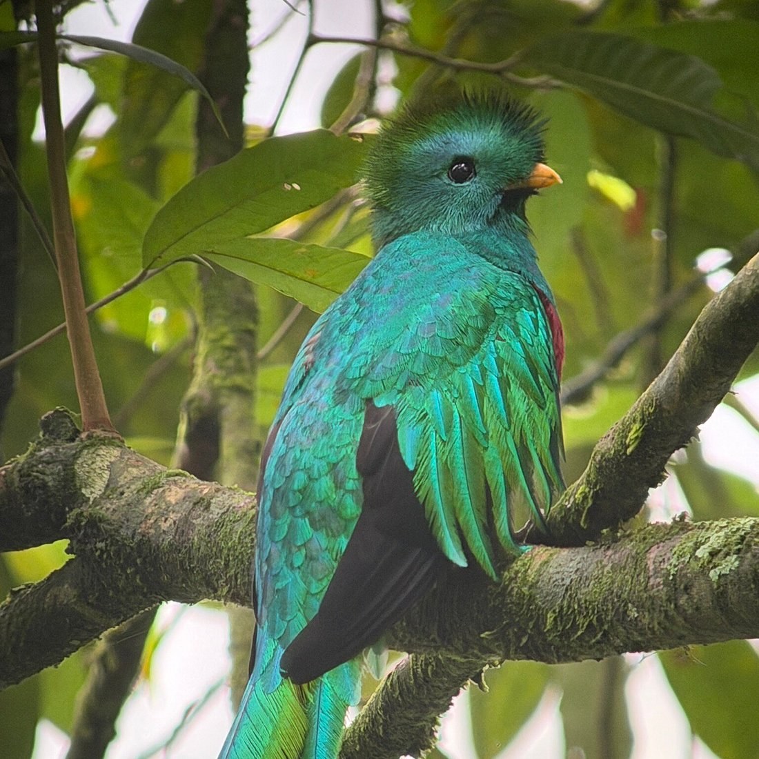 Rare Bird & Wildlife Walk: Guided Dawn Birding in Protected Reserve