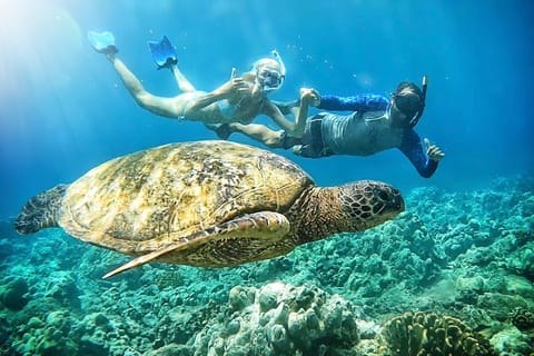 Sea Turtle & Marine Wildlife Encounter with Marine Biologist