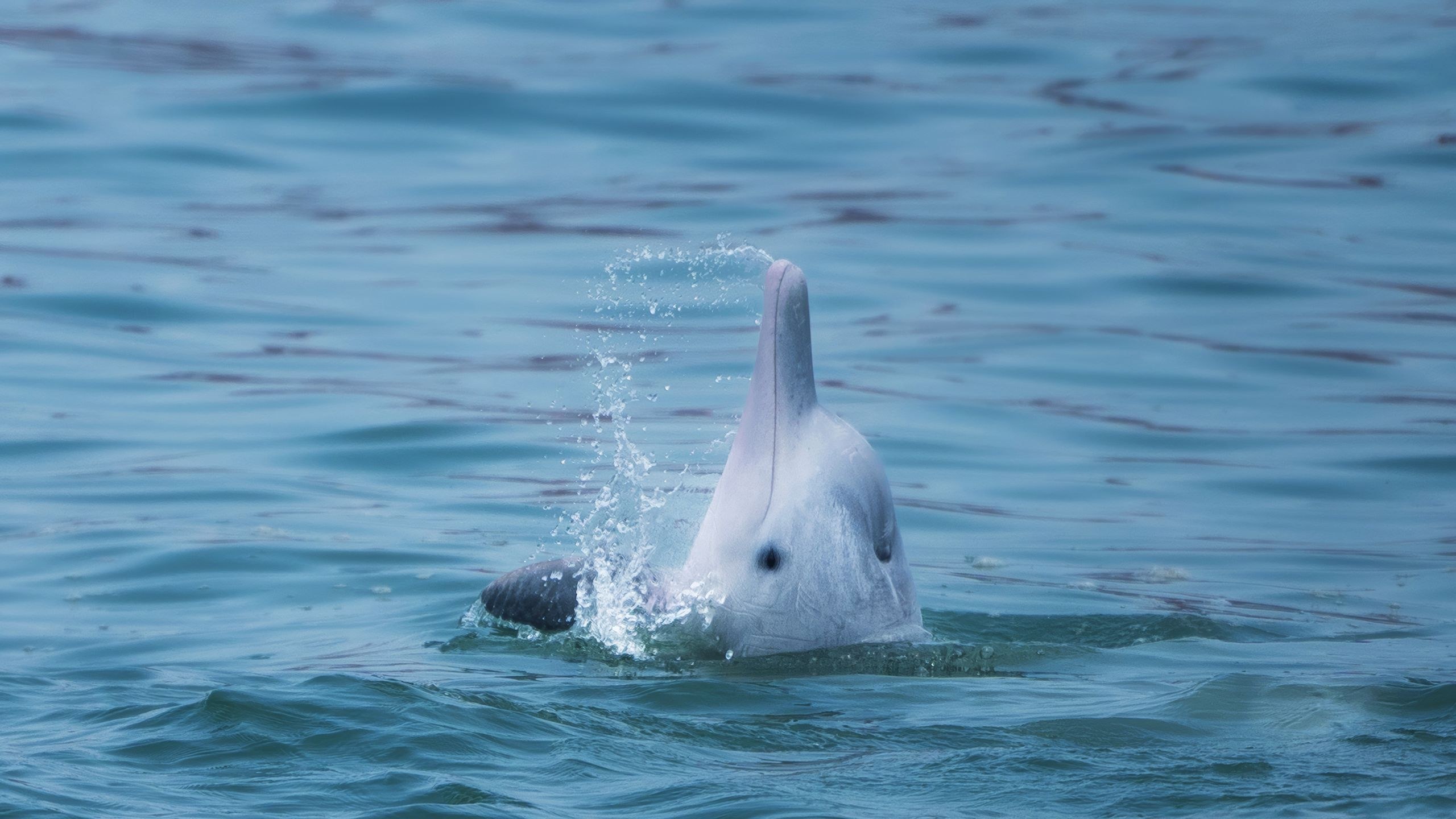 Hong Kong DolphinWatch: Rare Chinese White Dolphins at Sea