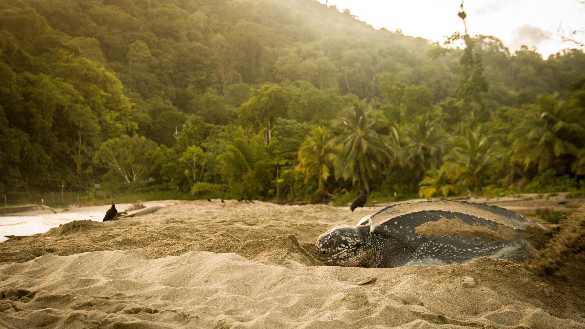 Sea-Turtle Conservation & Leatherback Nesting Beach Walk