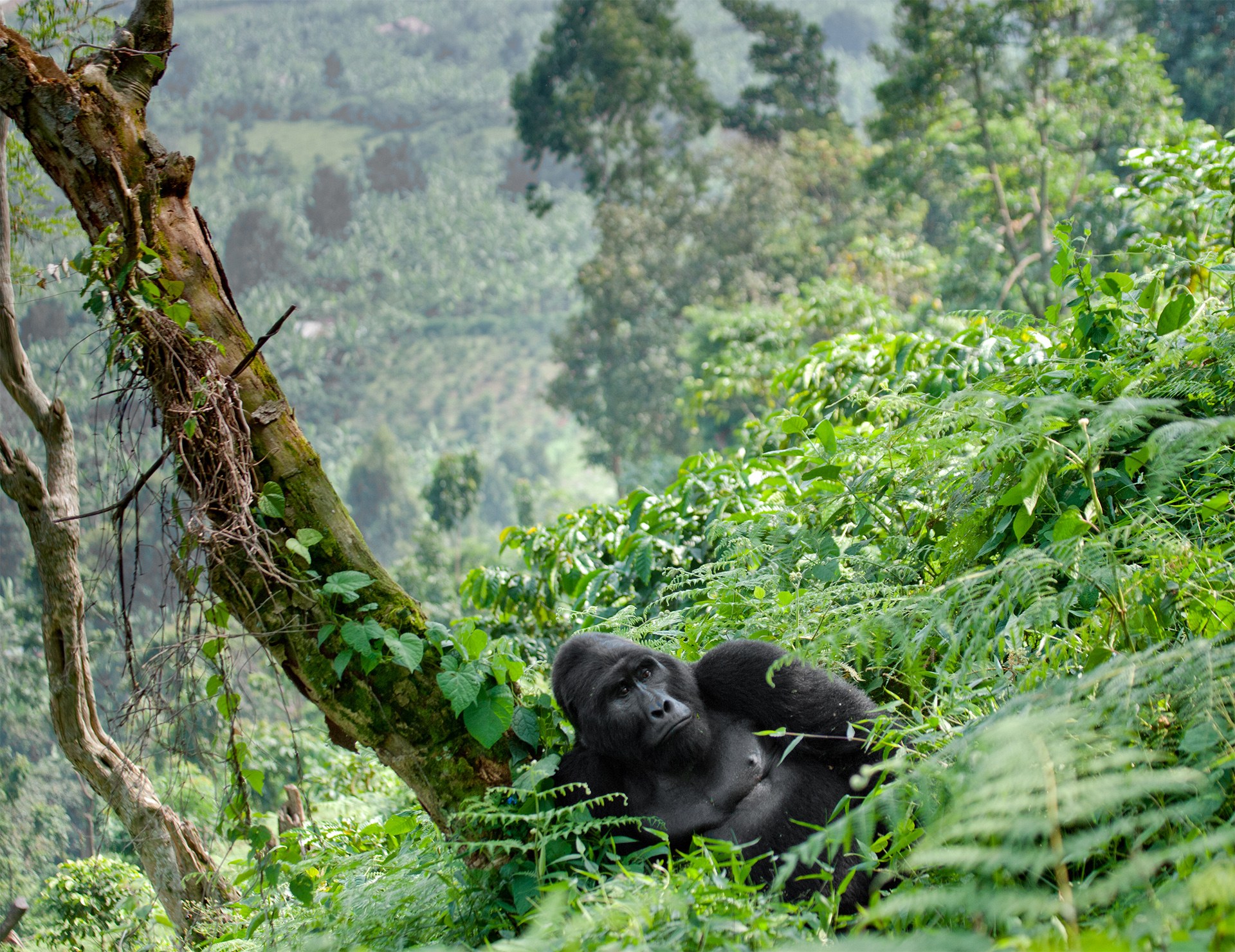 Gorilla Trekking Permit Experience — Bwindi Forest