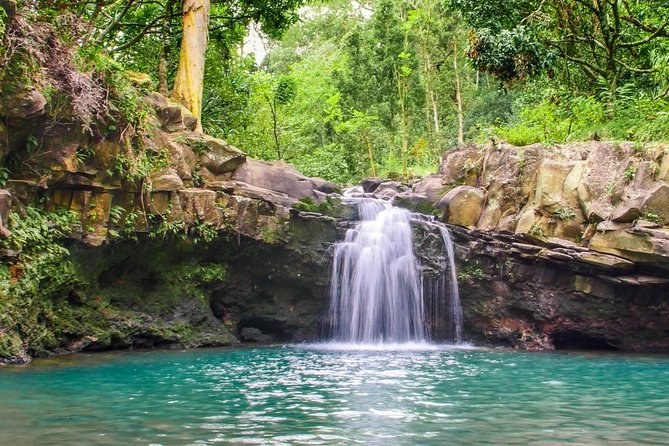 Rainforest Hike & Waterfall Plunge: Private Naturalist Guide